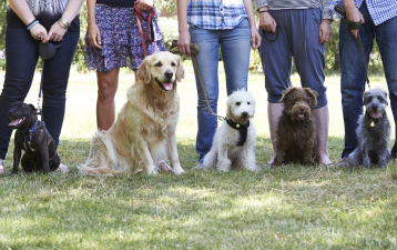 How Can You Find a No-Kill Animal Shelter Near Me to Adopt Your New Best Friend?